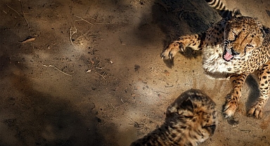 ‘Safarinin Gizli Dünyası’, 6 Eylül Pazar Saat 20.00’de İki Bölüm Art Arda National Geographic WILD Ekranlarında!