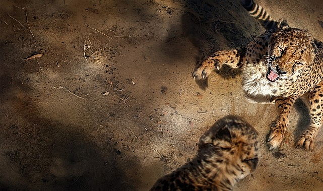 ‘Safarinin Gizli Dünyası’, 6 Eylül Pazar Saat 20.00’de İki Bölüm Art Arda National Geographic WILD Ekranlarında!