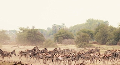 Sinematik Görselliğiyle Büyüleyecek Olan ‘Vahşi Doğanın Tozu’, 27 Eylül Pazar Saat 20.00’de National Geographic WILD Ekranlarında İzleyicilerle Buluşuyor!