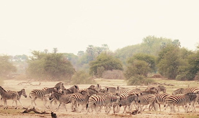 Sinematik Görselliğiyle Büyüleyecek Olan ‘Vahşi Doğanın Tozu’, 27 Eylül Pazar Saat 20.00’de National Geographic WILD Ekranlarında İzleyicilerle Buluşuyor!