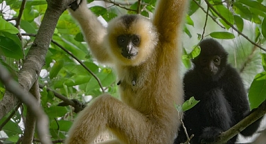 3 Bölümden Oluşan ‘Yağmur Ormanlarının Sesi’, 29 Ekim Perşembe Saat 20.00’de National Geographic WILD Ekranlarında İzleyicilerle Buluşuyor!