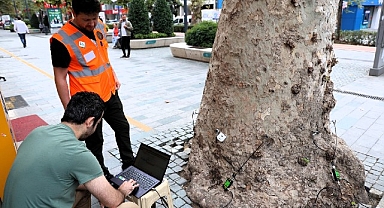 Asırlık ağaçlar tomografiyle korunacak