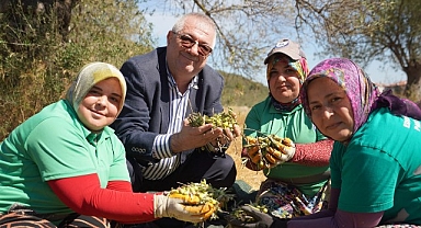 Edremit Belediyesi’nde yeni sezonun ilk zeytin hasadı gerçekleştirildi