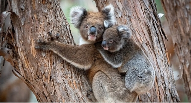 ‘Güneyin Minik Yavruları’, 31 Ekim Cumartesi Saat 20.00’de National Geographic WILD Ekranlarında İki bölüm Art Arda İzleyicilerle Buluşuyor!