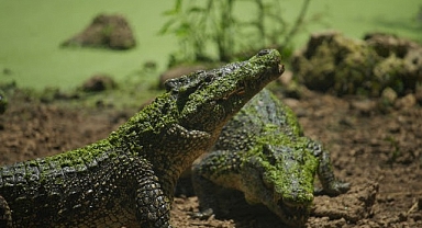 ‘Karayipler’in Vahşi Timsahları’, 25 Ekim Pazar Saat 20.00’de National Geographic WILD Ekranlarında!