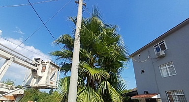 Kemer’de budama çalışmaları 