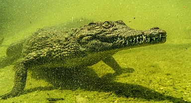 ‘Okavango’nun Vahşi Timsahları’, 4 Ekim Pazar Saat 20.00’de National Geographic WILD Ekranlarında!