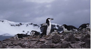 ‘Penguen Dünyası’, 7 Ekim Çarşamba Saat 20.00’de National Geographic WILD Ekranlarında!