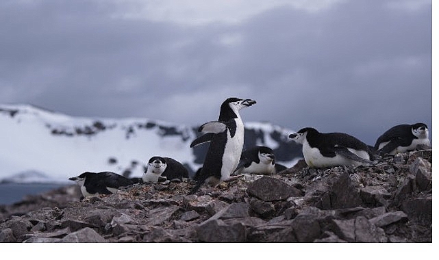 ‘Penguen Dünyası’, 7 Ekim Çarşamba Saat 20.00’de National Geographic WILD Ekranlarında!