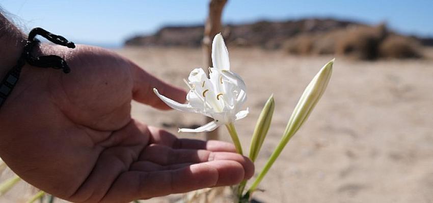 Ayvalık'ın kum zakkumlarında çiçek zamanı