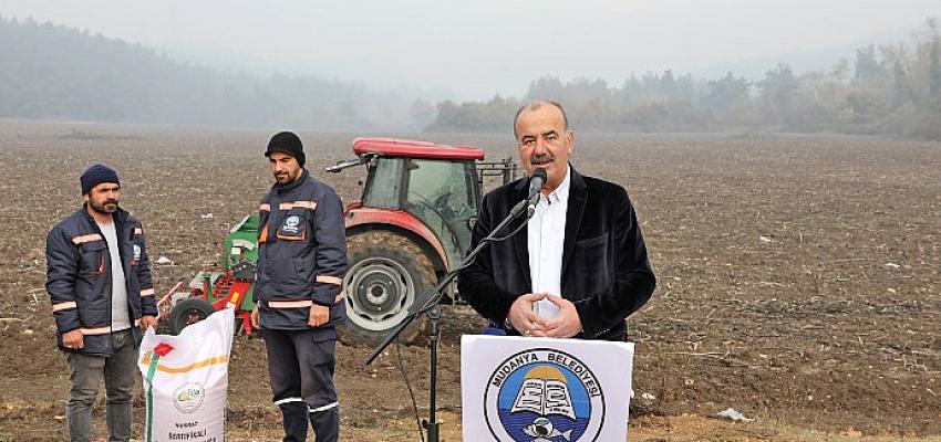 Mudanya Belediyesi Buğday Tohumlarını Toprakla Buluşturdu