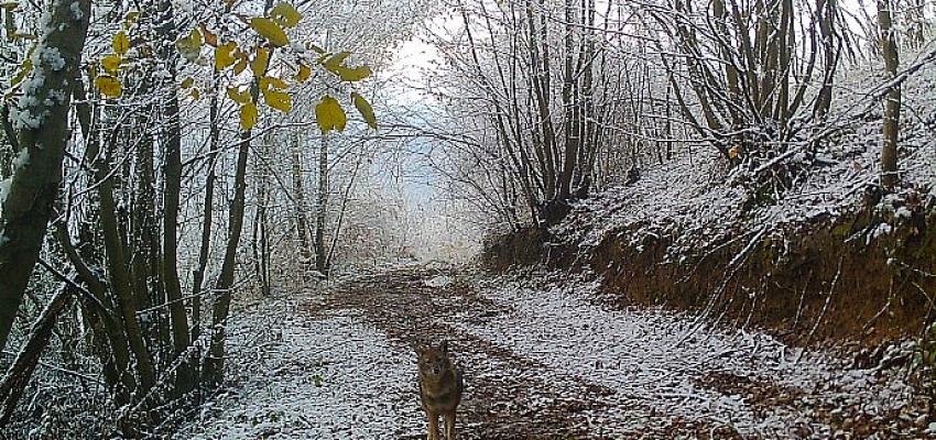 Ormanya'nın yaban hayatı foto kapanlara yansıdı
