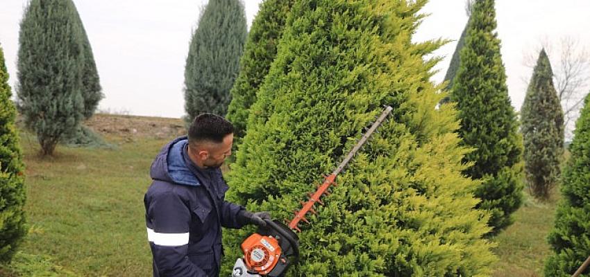 Kartepe Suadiye Kavşağında ağaçlar budandı