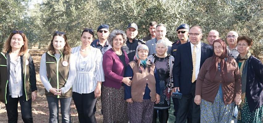 Foça'da Zeytin Hasadı Şenlikle Başladı