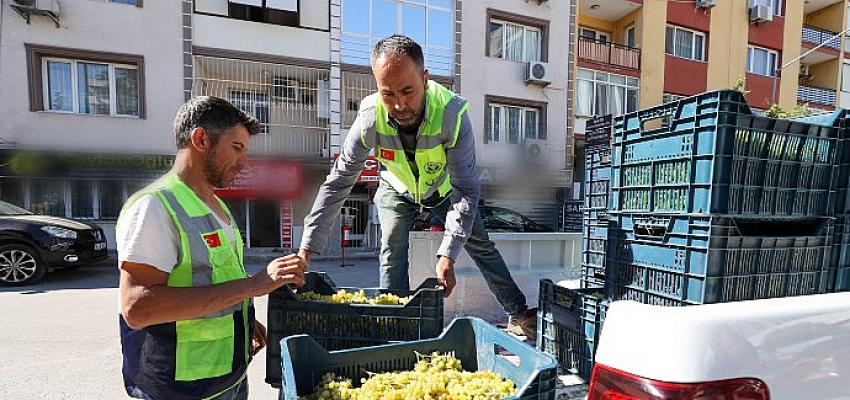 Bağcılık kültürü canlanıyor, sofralar şenleniyor