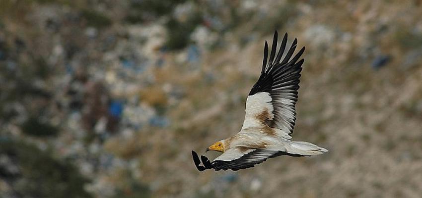 Vaillant, Küçük Akbabaları Koruma Projesi ile ekosistemi koruma çalışmalarında fark yaratıyor