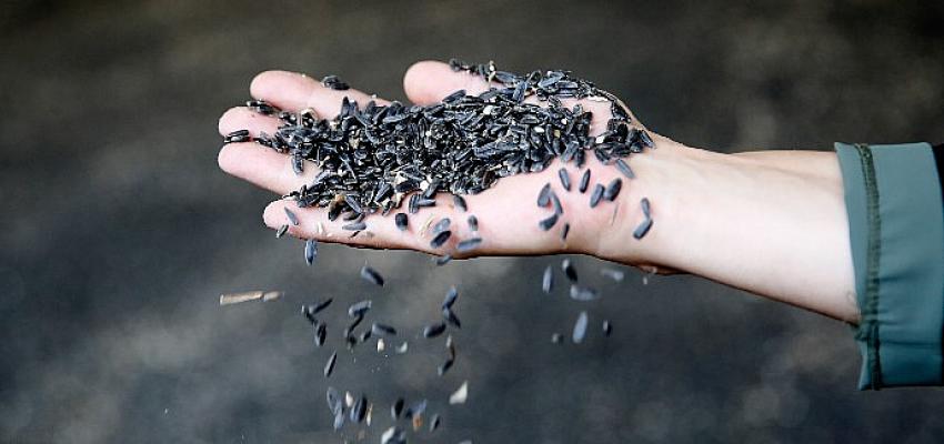 Çaykenarı Mahallesi'nde ayçiçeği hasadı sevinci 