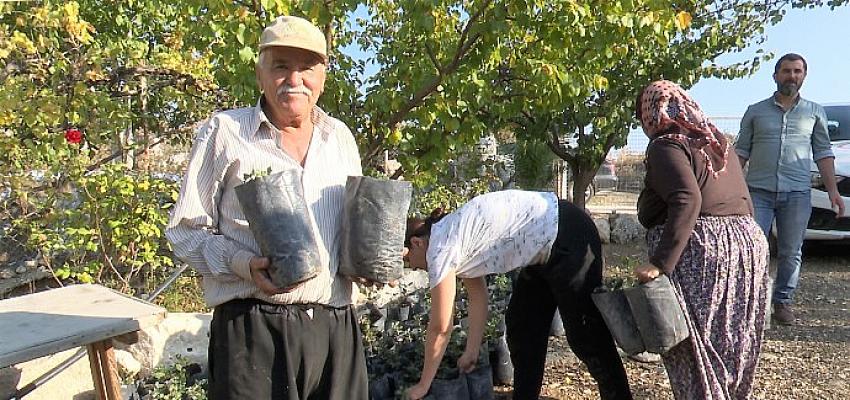Antalya Büyükşehir'den çiftçiye keçiboynuzu desteği