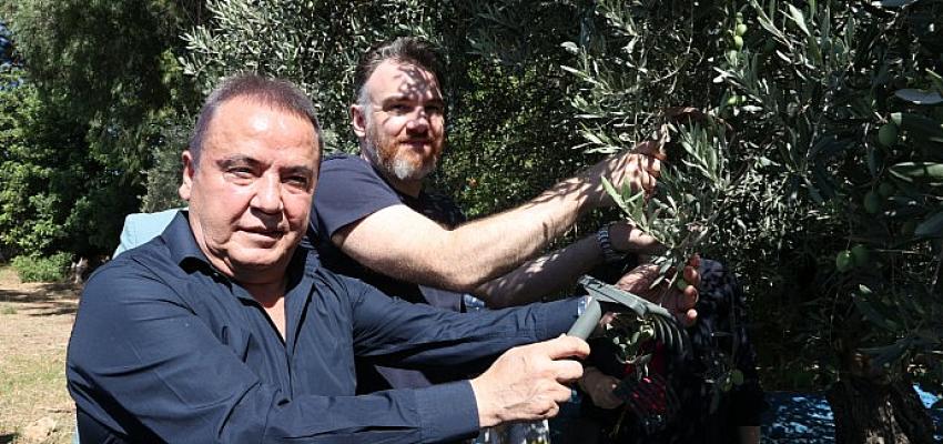 Başkan Böcek: Her ne olursa olsun her bir zeytin ağacımıza sahip çıkmaya devam edeceğiz 