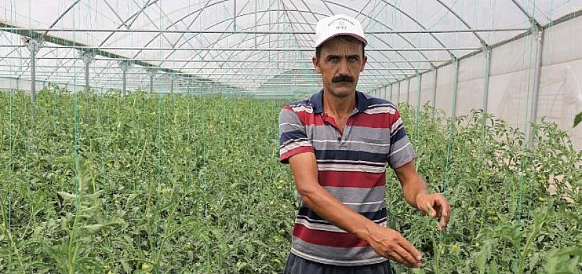 Kocaeli Büyükşehir'in kurduğu modern seralardaki verim üreticiyi sevindirdi