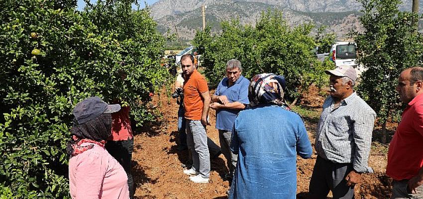 Antalya Büyükşehir'in üreticilere faydalı böcek desteği sürüyor