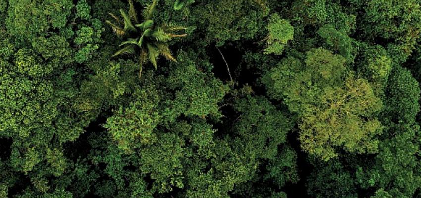 Teknosa Hatıra Ormanı büyüyor 