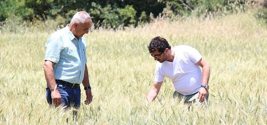 İbradı'da dağıtılan ata tohumları hasada hazır