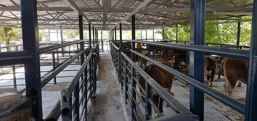 Muğla Büyükşehir Tesislerinde Hijyenik Koşullarda Sağlıklı Et Elde Ediliyor