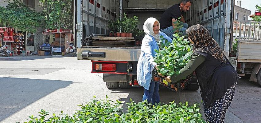 Büyükşehir'den çifçiye Süper Meyve desteği
