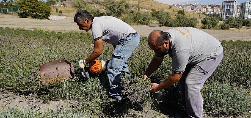 Keçiören'de lavantalar hasat edildi